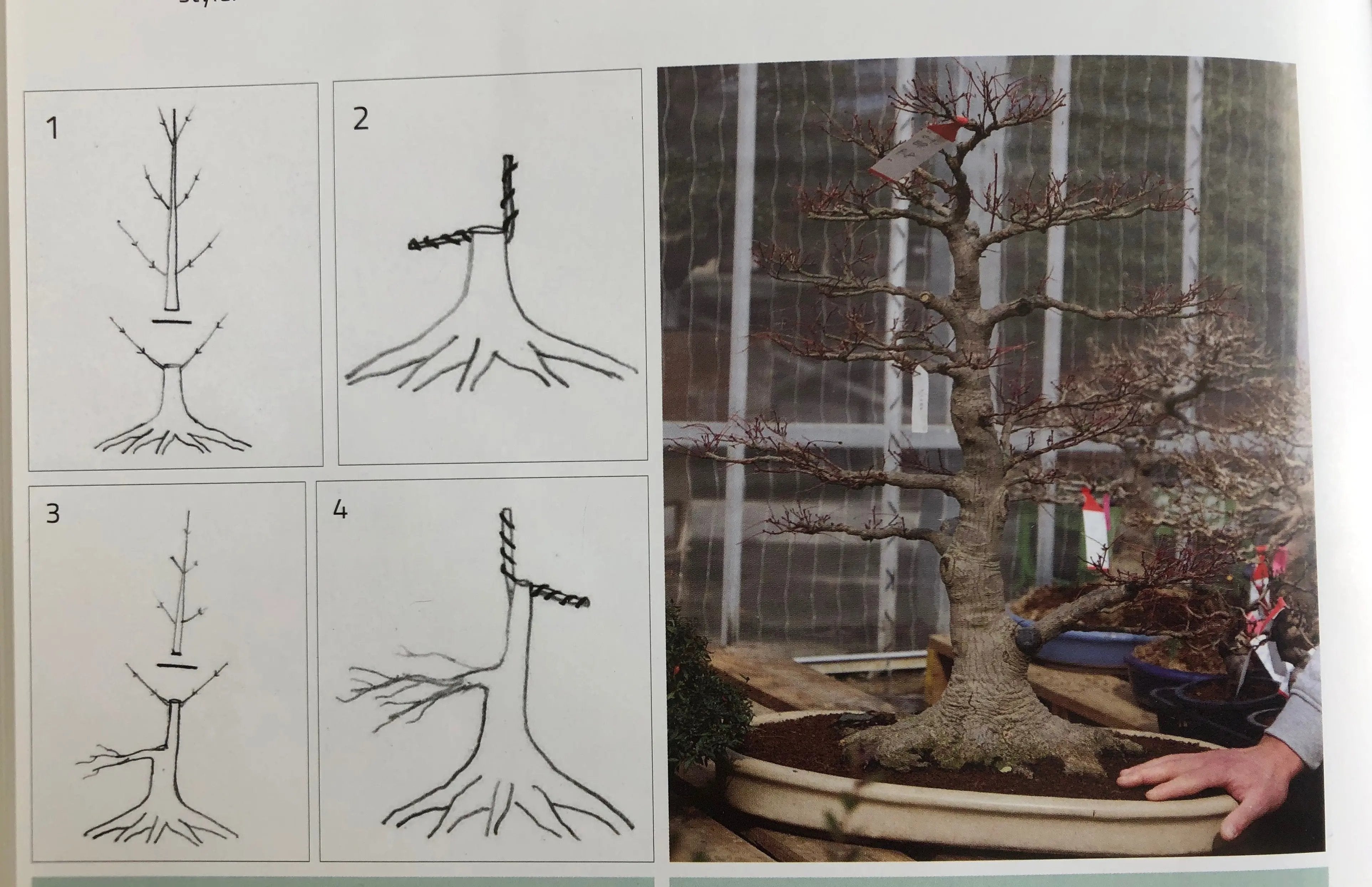 Acer palmatum 'Kashima' Canada Bonsai