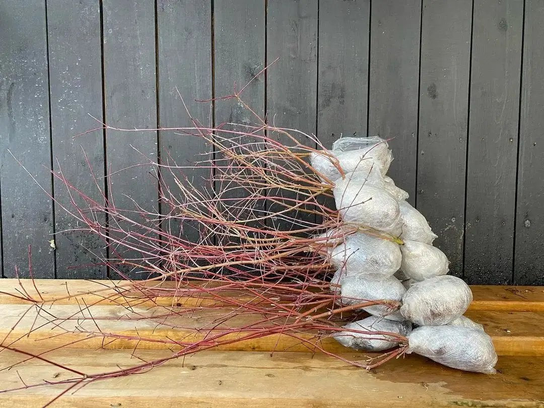 Acer palmatum 'Deshojo' (1 unit) (2026) Canada Bonsai