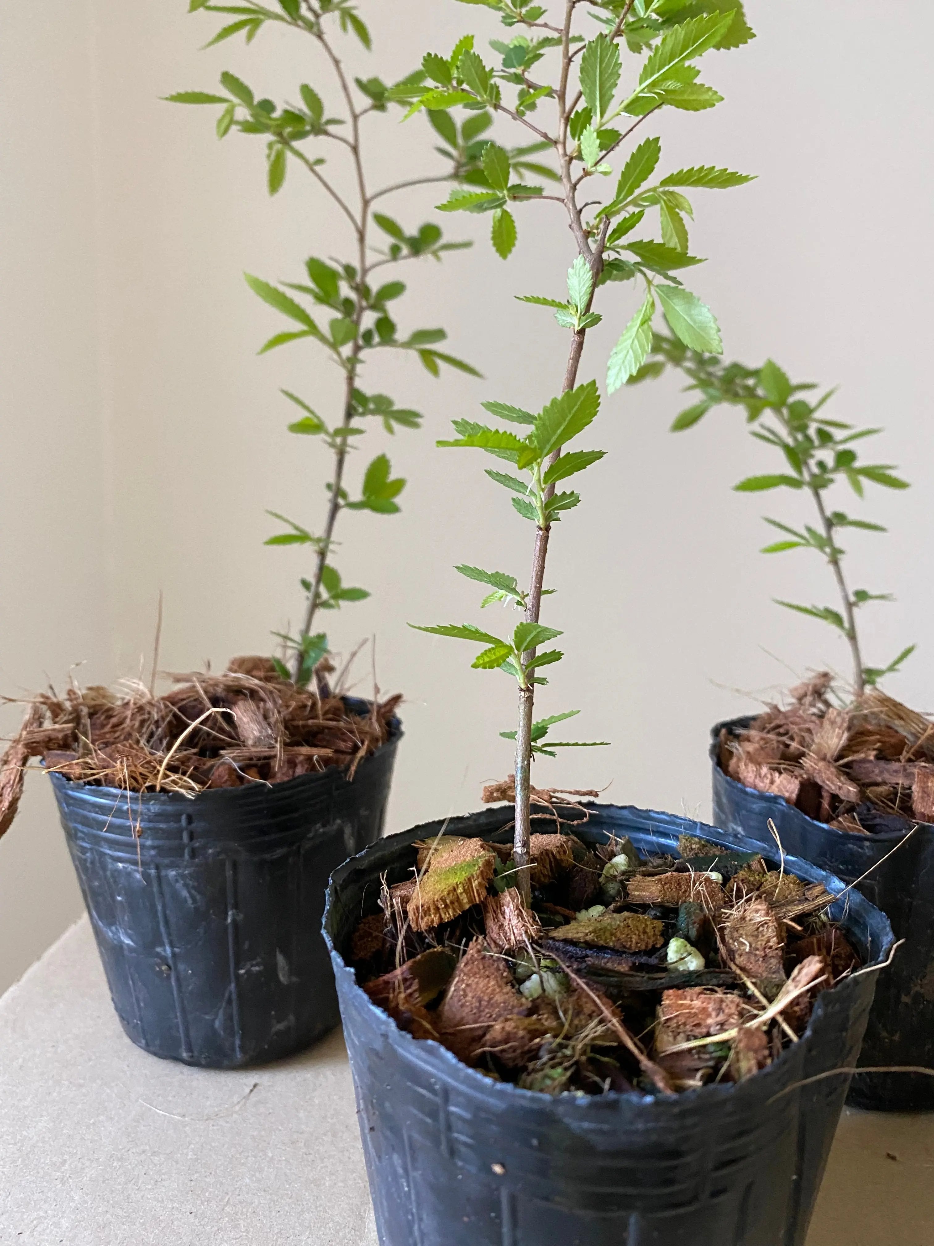 Chinese Elm (Rough Bark) Canada Bonsai