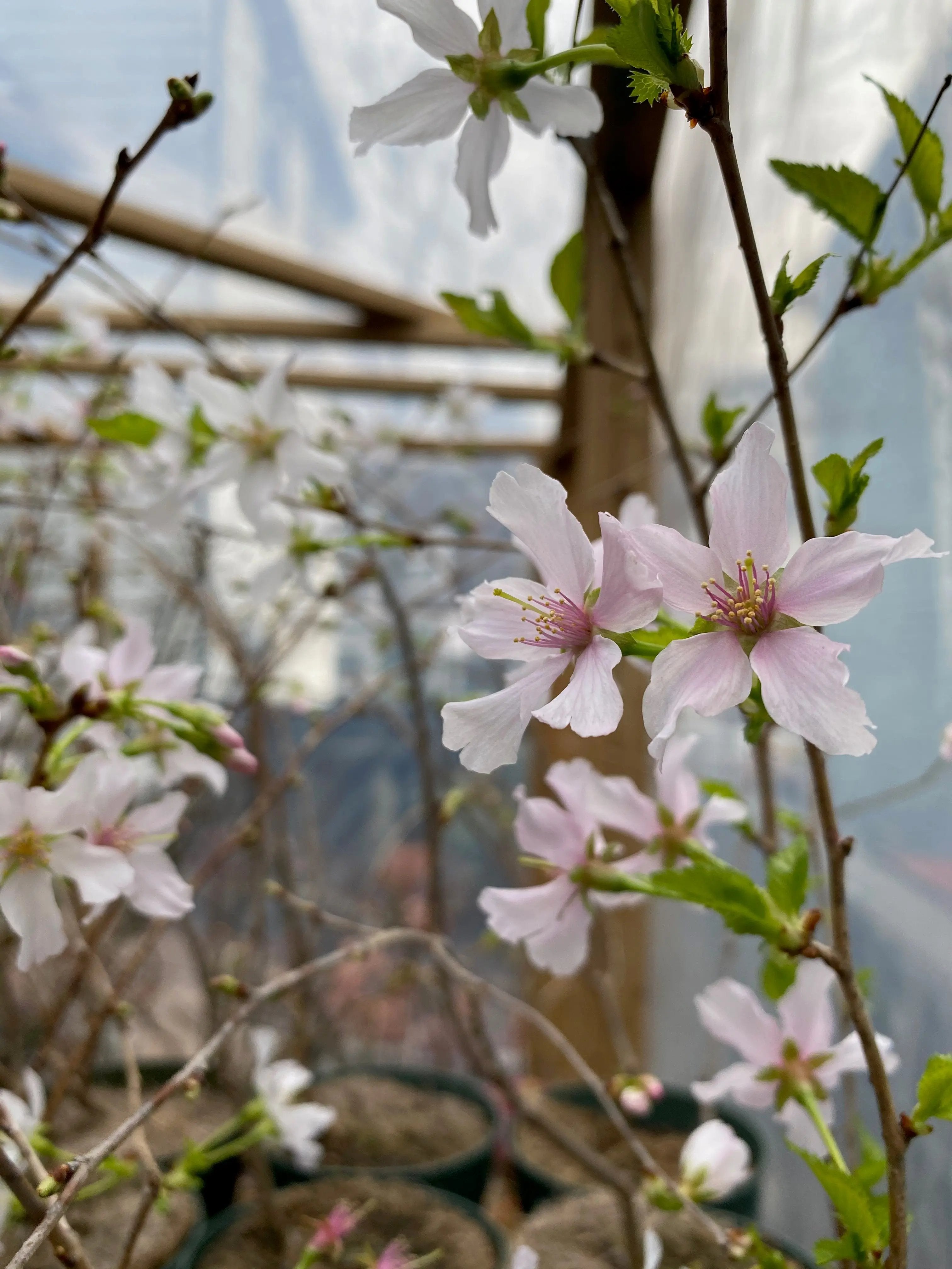 Japanese Cherry Canada Bonsai