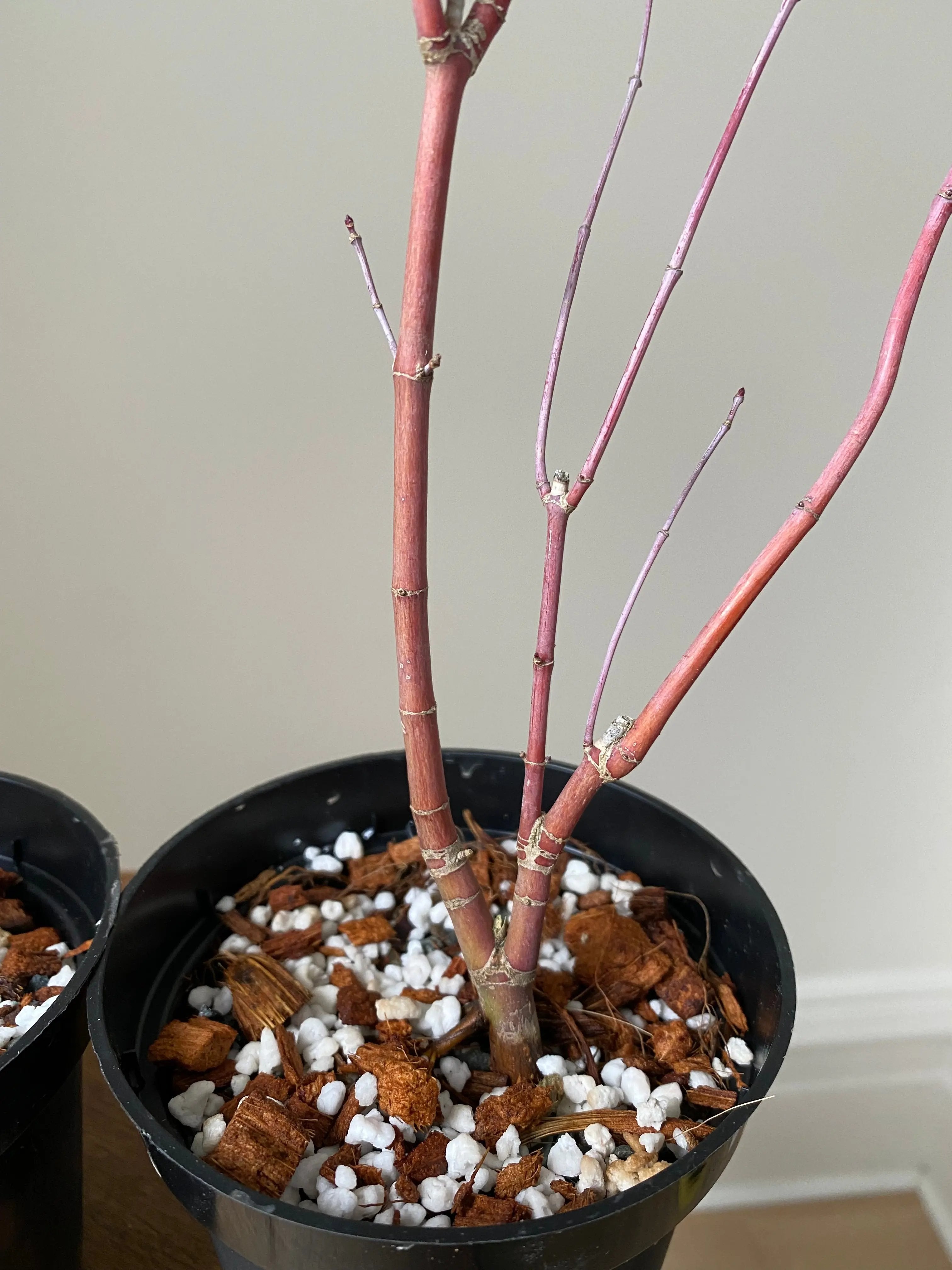 Japanese Maple 'Deshojo' Canada Bonsai