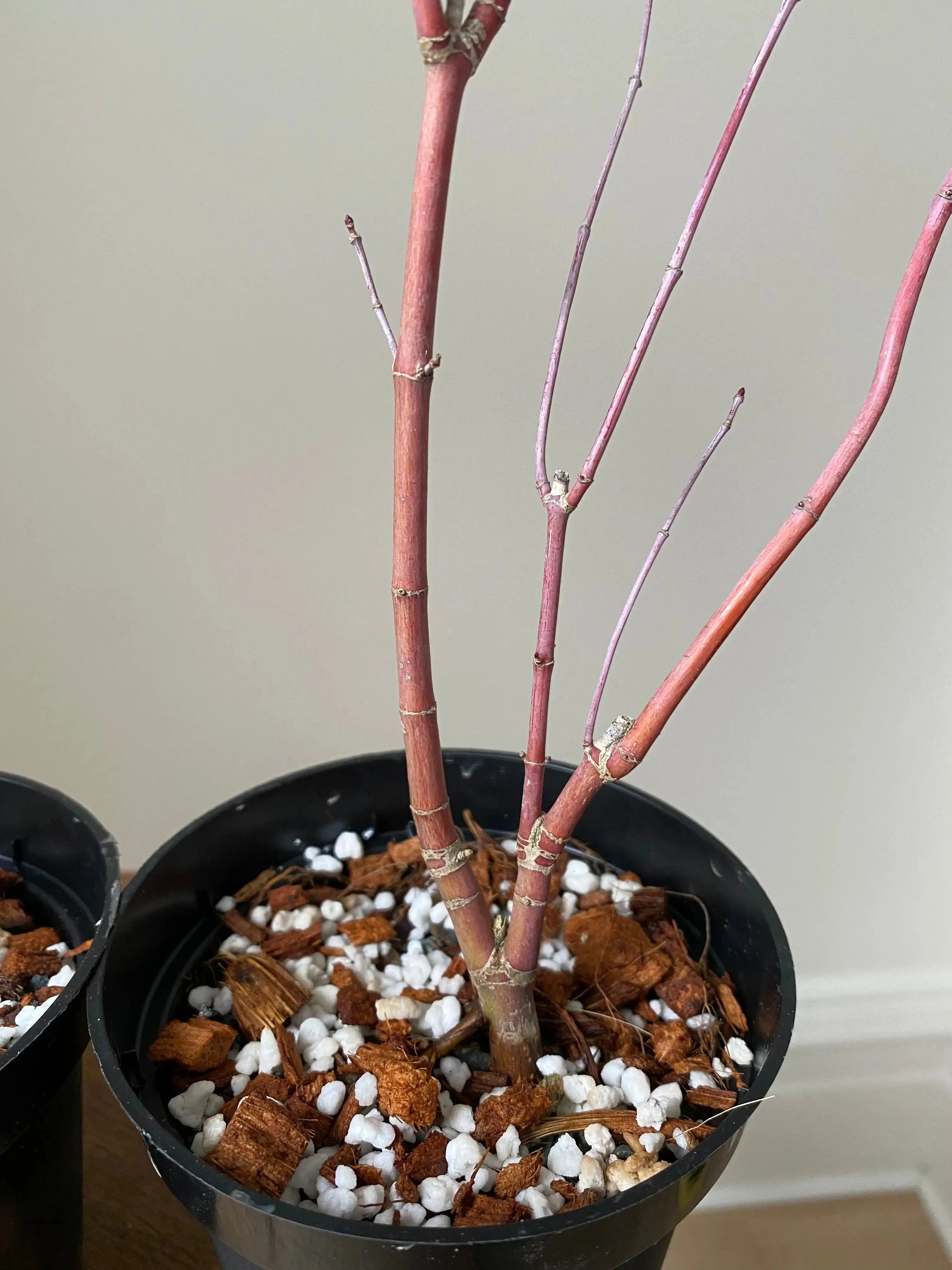 Acer palmatum 'Deshojo' (1 unit) (2026) Canada Bonsai
