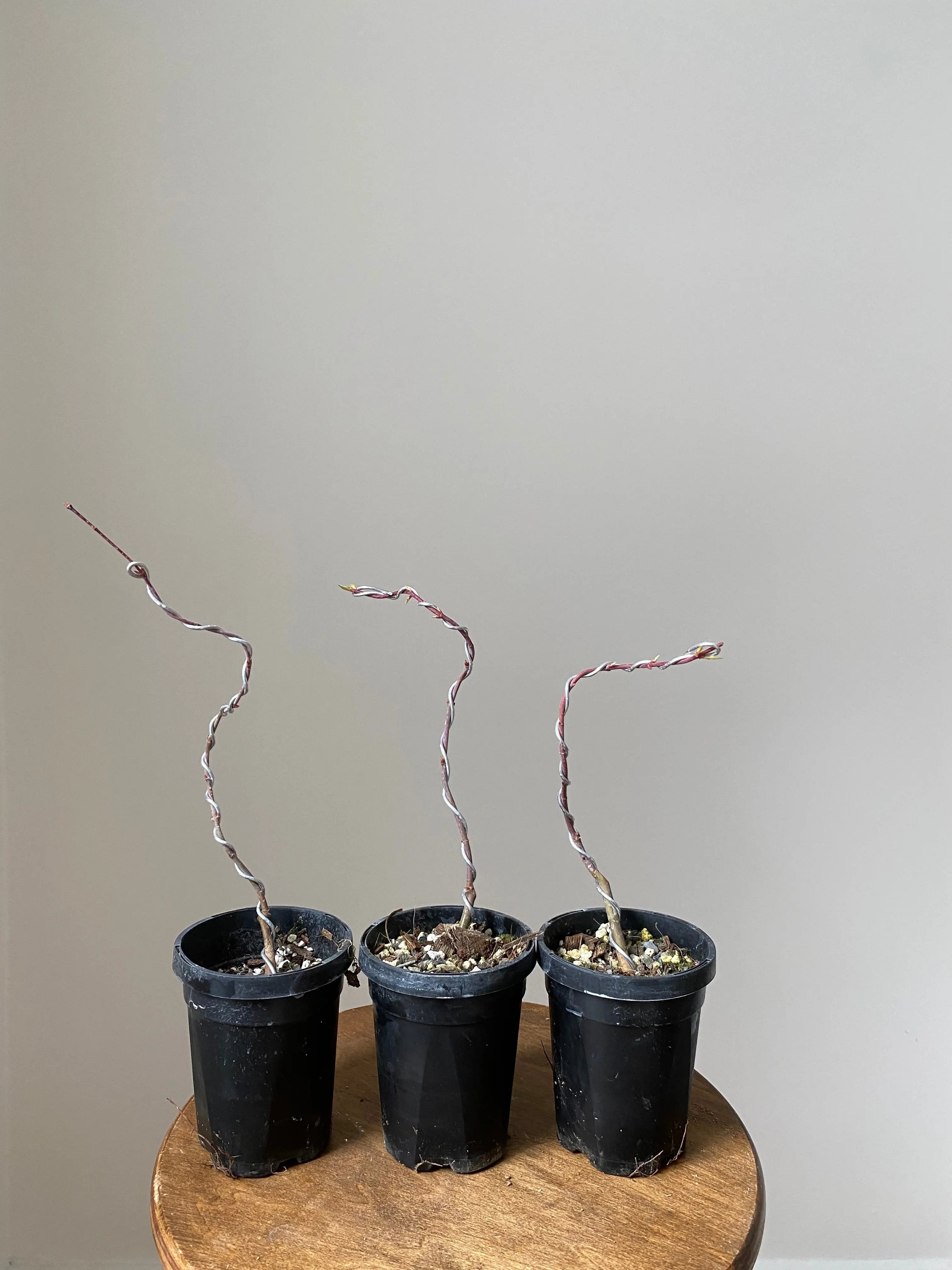 Japanese Maple 'Yves' Select' Canada Bonsai