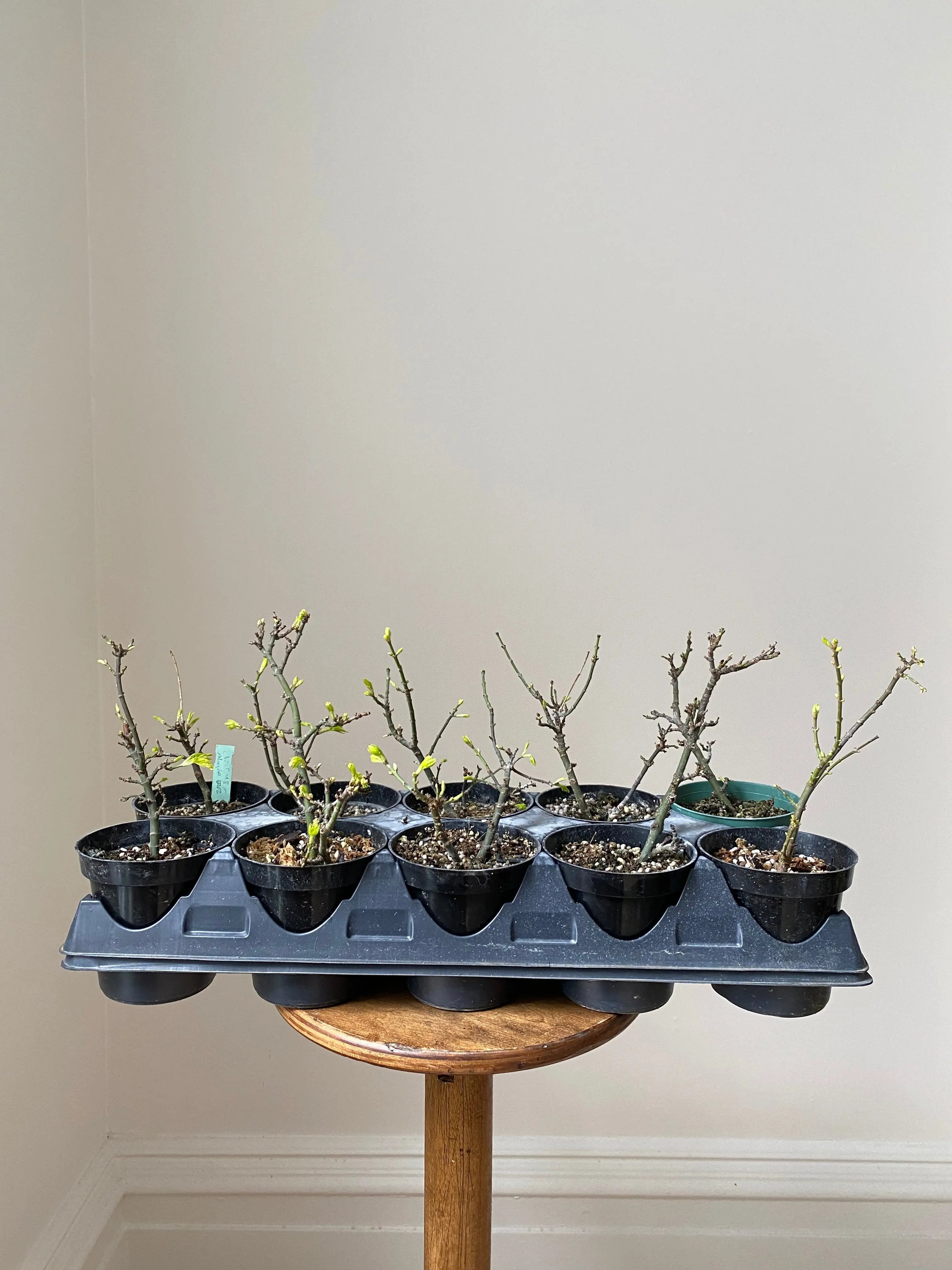 Japanese Maple 'Shishigashira' Canada Bonsai