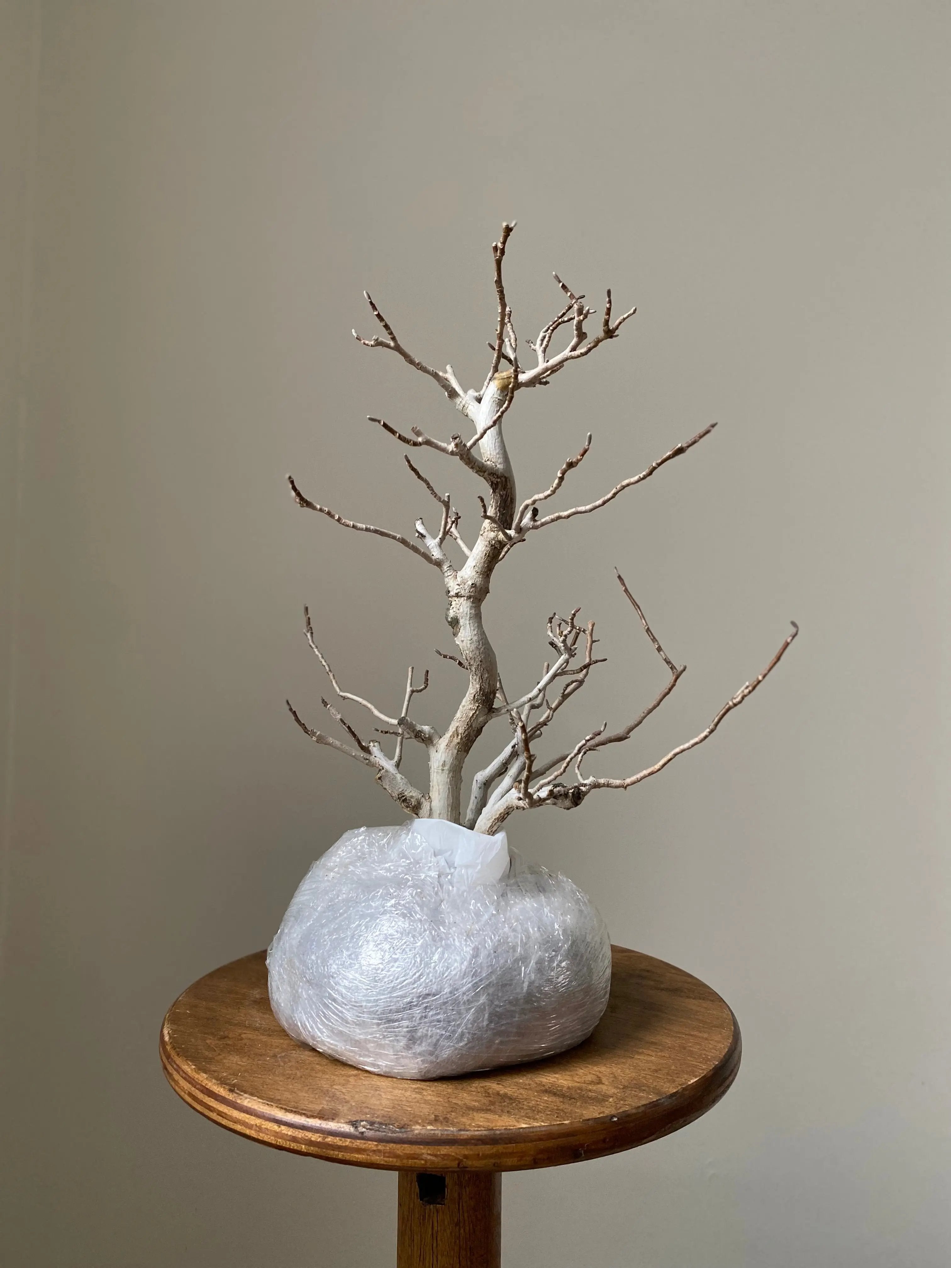 Magnolia (Kobushi) Canada Bonsai