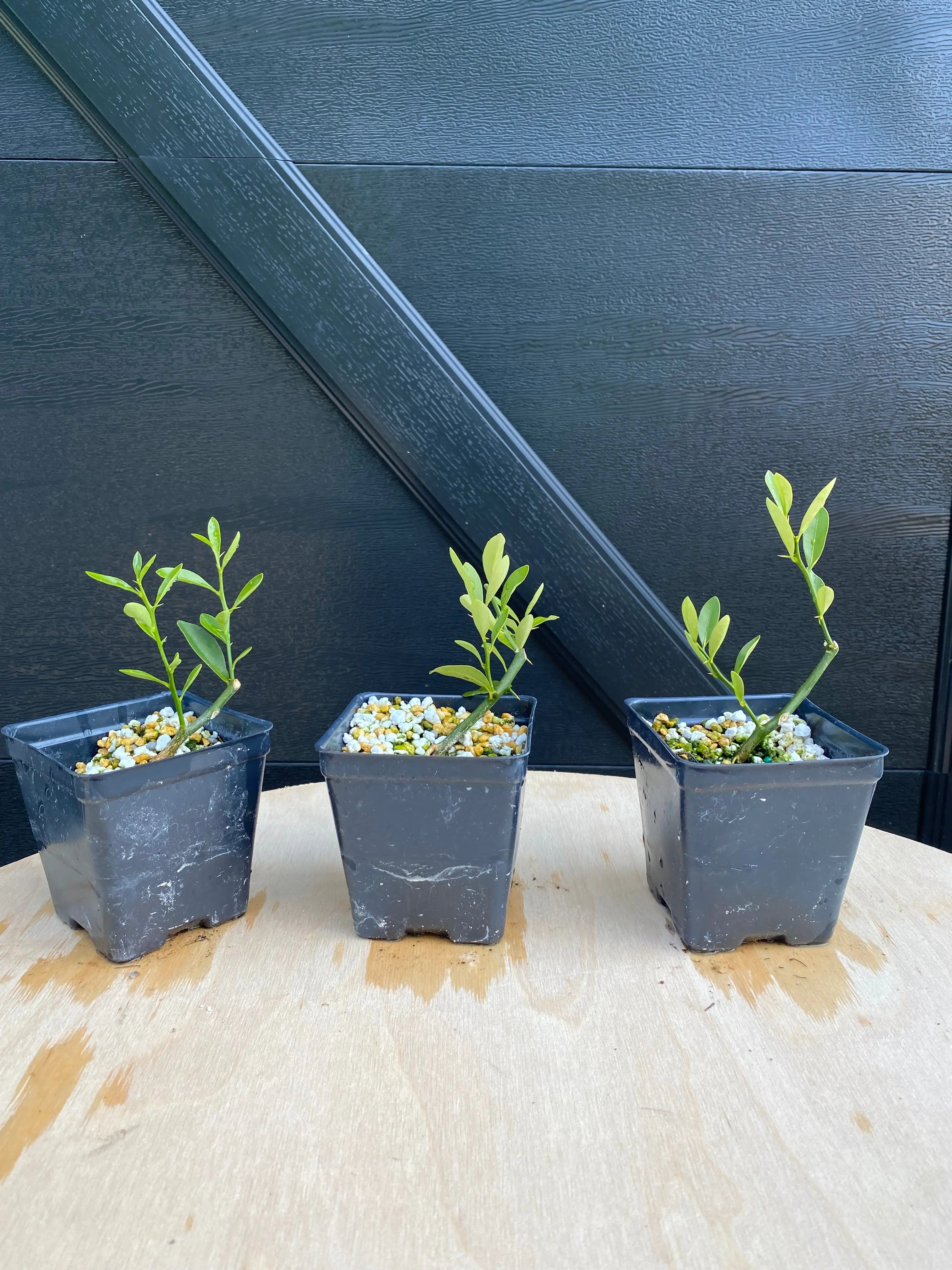 Kumquat (Hong Kong) Canada Bonsai