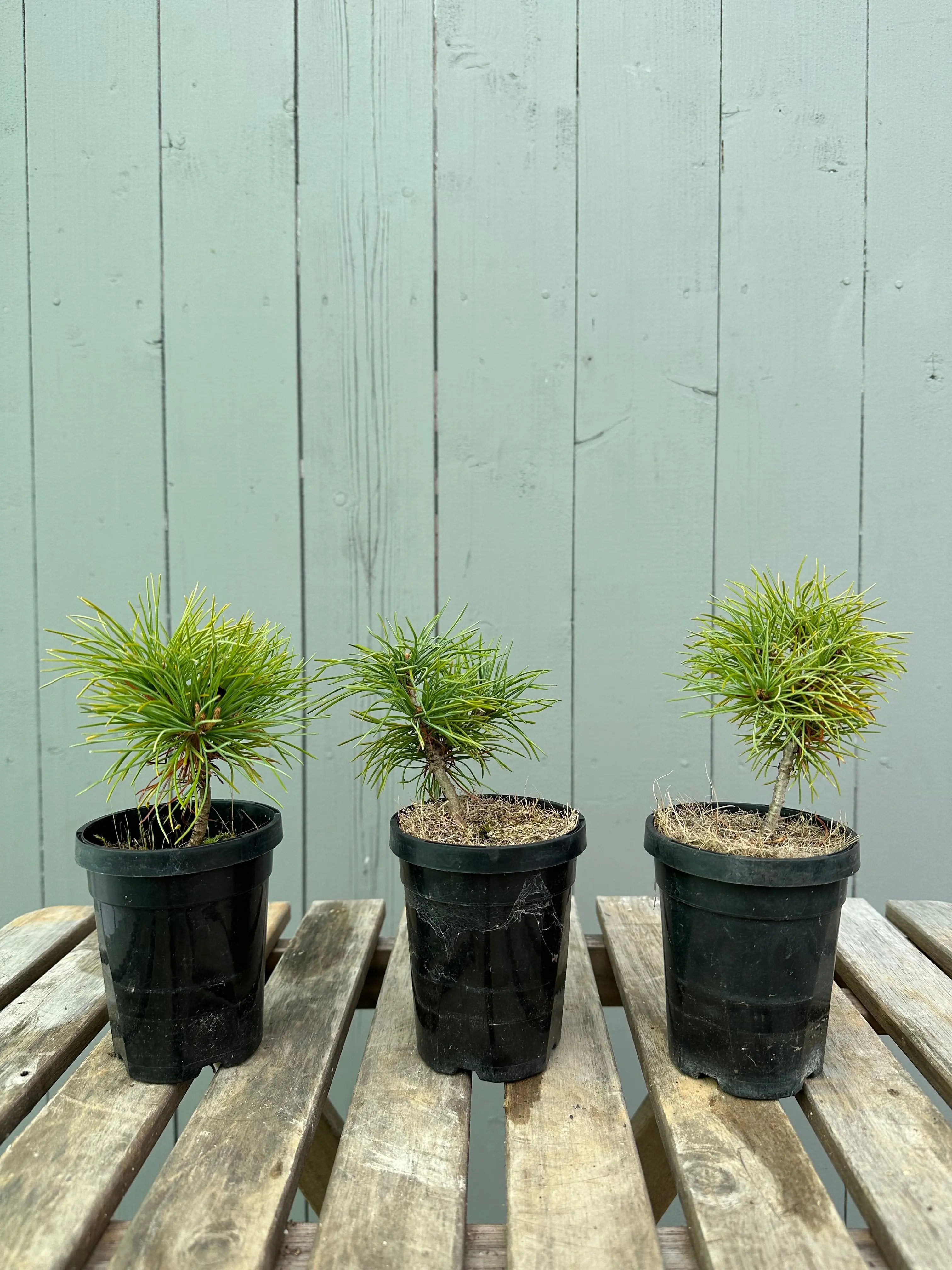 Japanese White Pine Canada Bonsai