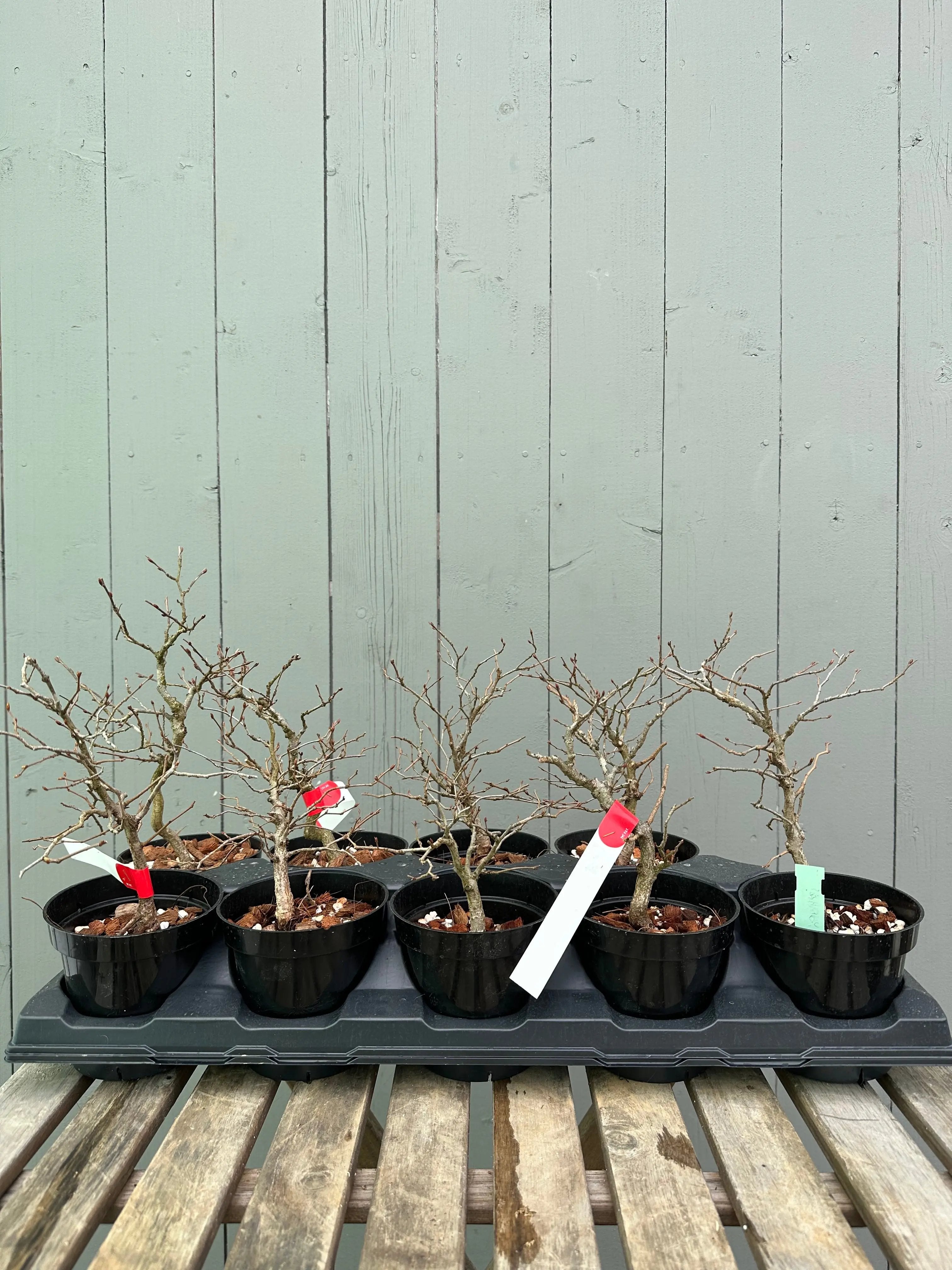 Korean Hornbeam Canada Bonsai