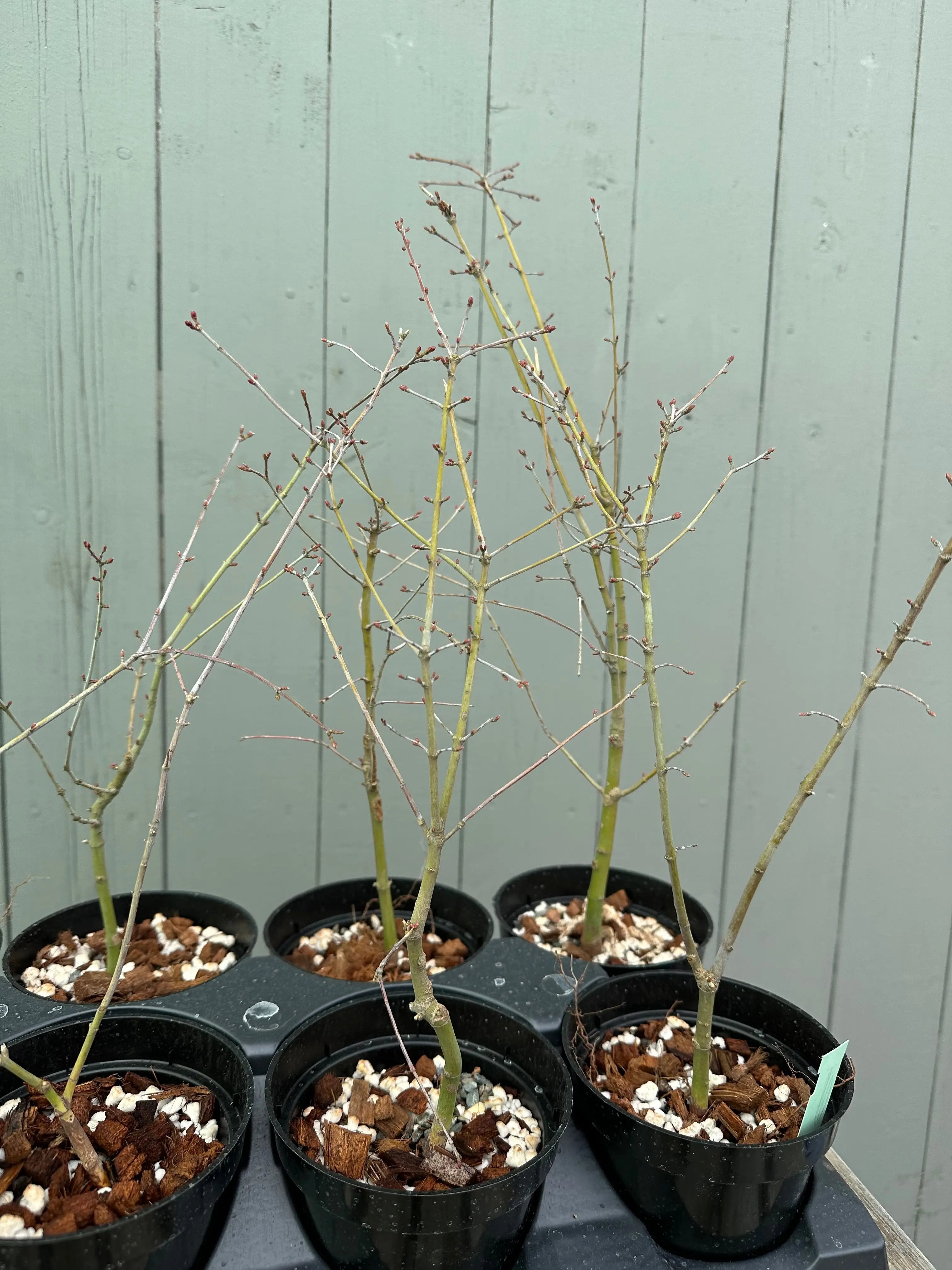 Japanese Maple 'Yuki Hime' Canada Bonsai