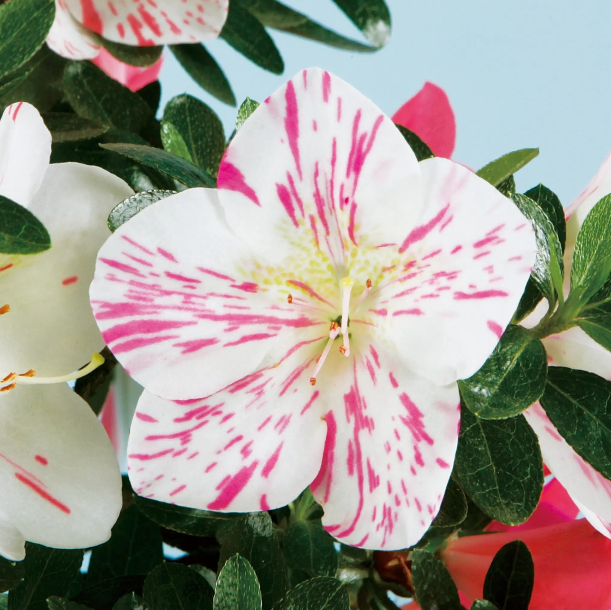 Satsuki Azalea 'Kagero' Canada Bonsai