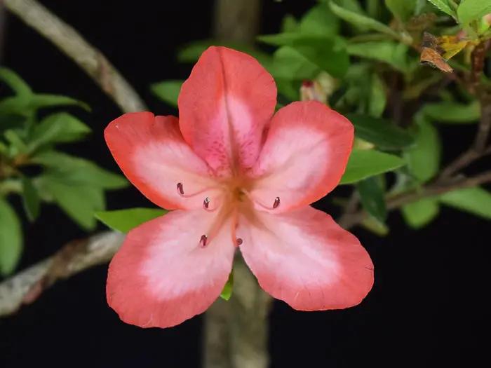 Satsuki Azalea 'Hiodoshi' Canada Bonsai
