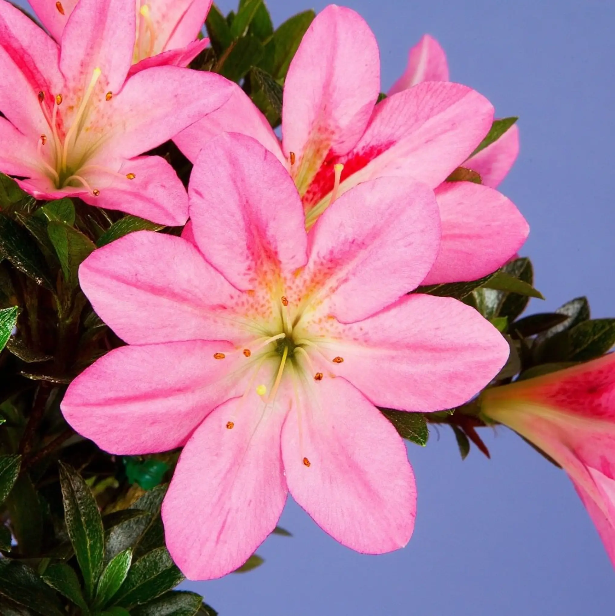 Satsuki Azalea 'Kizuna' Canada Bonsai